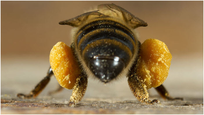 Tiene realmente el polen de abeja beneficios para la dieta y para la salud?  - BBC News Mundo