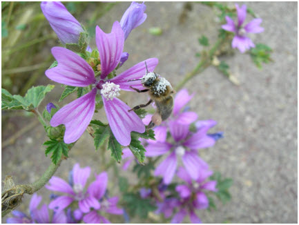 Beneficios terapéuticos del polen de abeja – Trofología