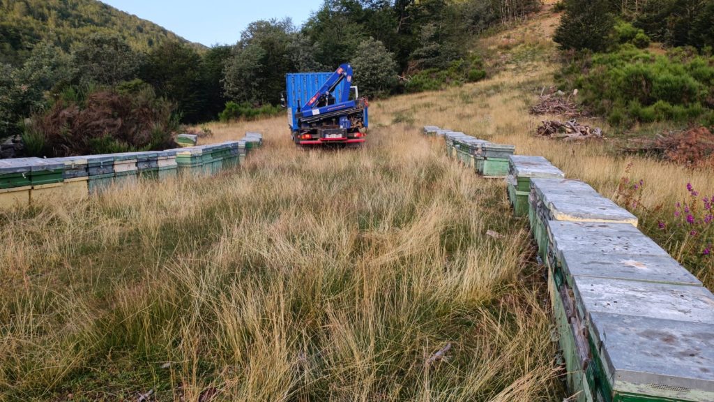 cargando colmenas de miel de brezo y roble para recoleccion