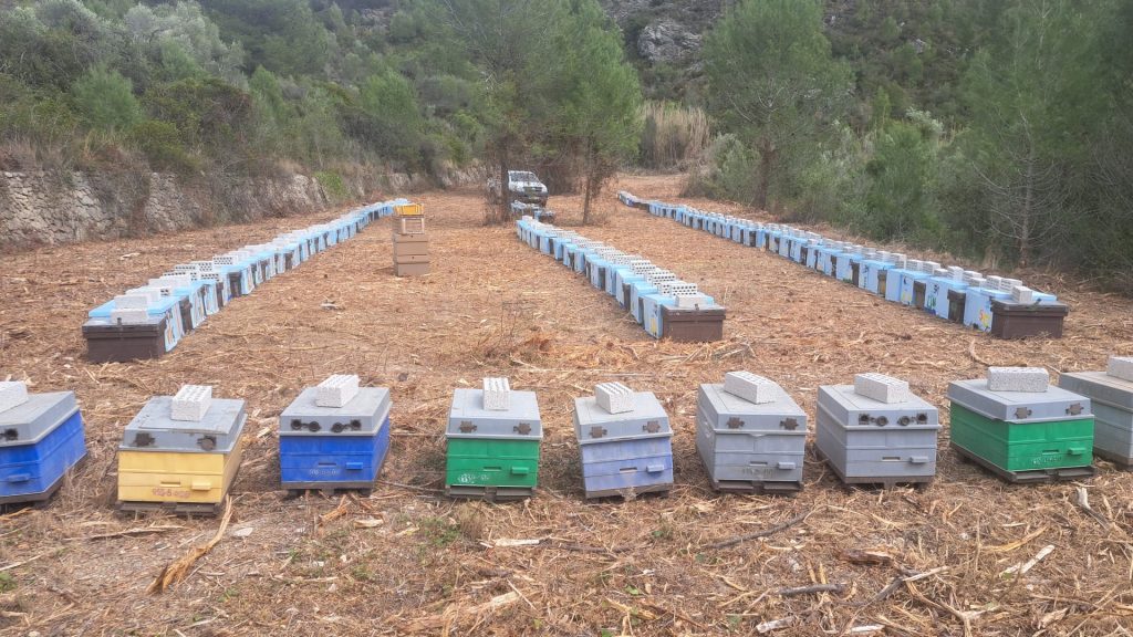 colmenas de miel de pino