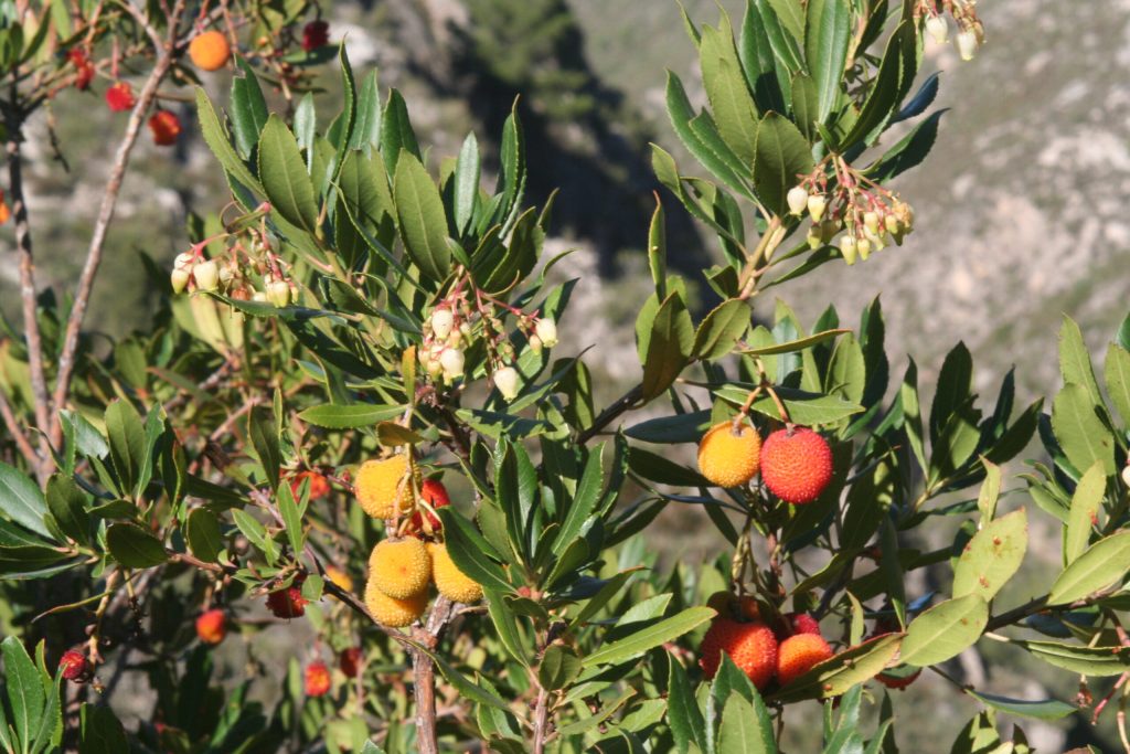 floración de madroño